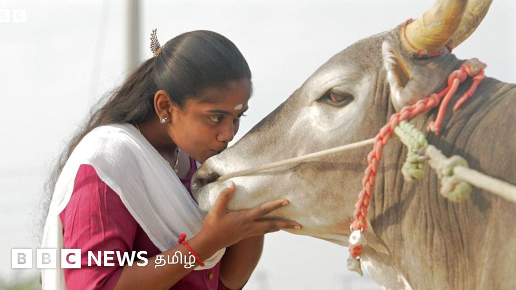 ஜல்லிக்கட்டு காளை வளர்த்தாலும் பெண்கள் ஆண்களை போல் களம் காணாதது ஏன்?