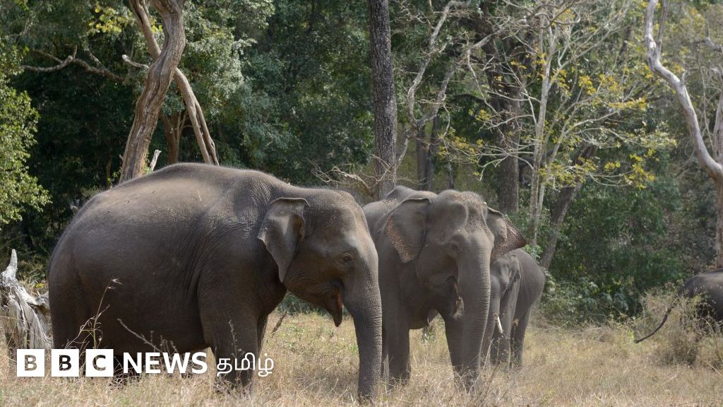 வயநாடு கடையடைப்பு: காட்டுயானை தாக்குதலால் தொடரும் மரணங்கள் - அமைச்சர் பதவி விலக வலியுறுத்தல்