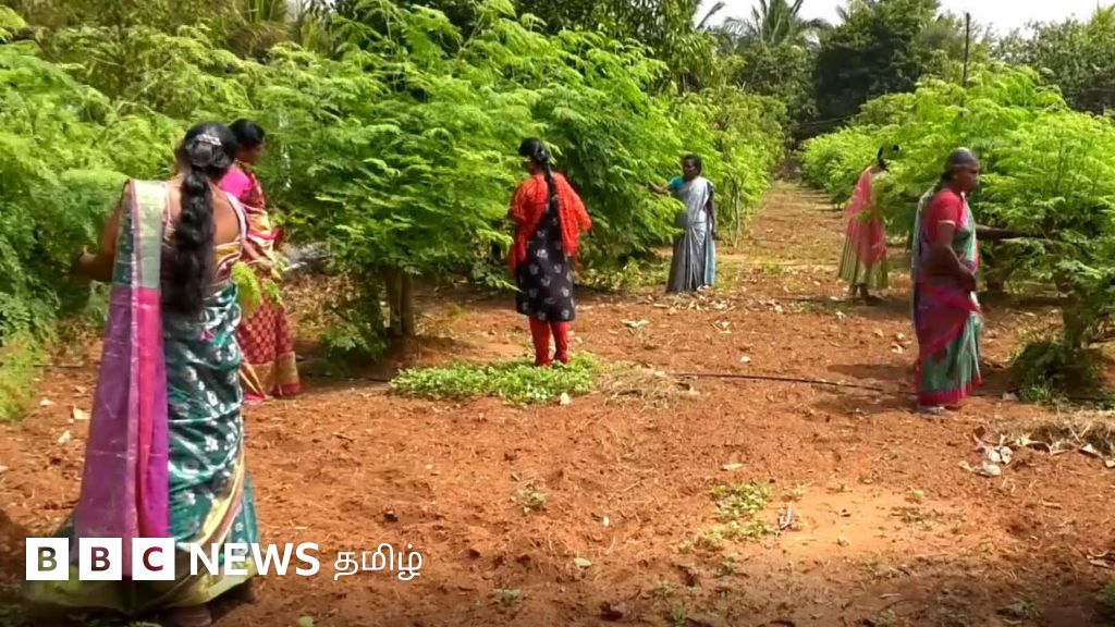 முருங்கை பூ தேன் உற்பத்தி மூலம் லட்சக்கணக்கில் வருமானம் ஈட்டும் பெண்கள்
