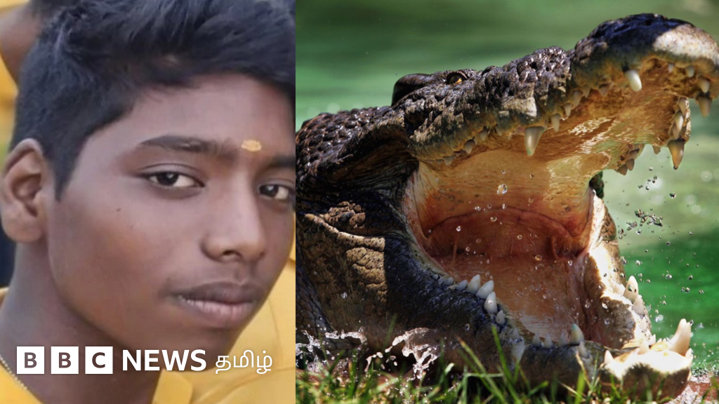 முதலை உங்களை தண்ணீருக்குள் இழுத்தால் தப்பிக்க நீங்கள் என்ன செய்ய வேண்டும்?