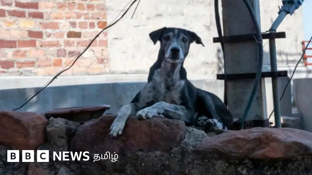 நாய் ஏன் குரைக்கவில்லை? சிக்கலான கொலை வழக்கை தீர்க்க ஒரு தெருநாய் போலீஸாருக்கு எப்படி உதவியது?