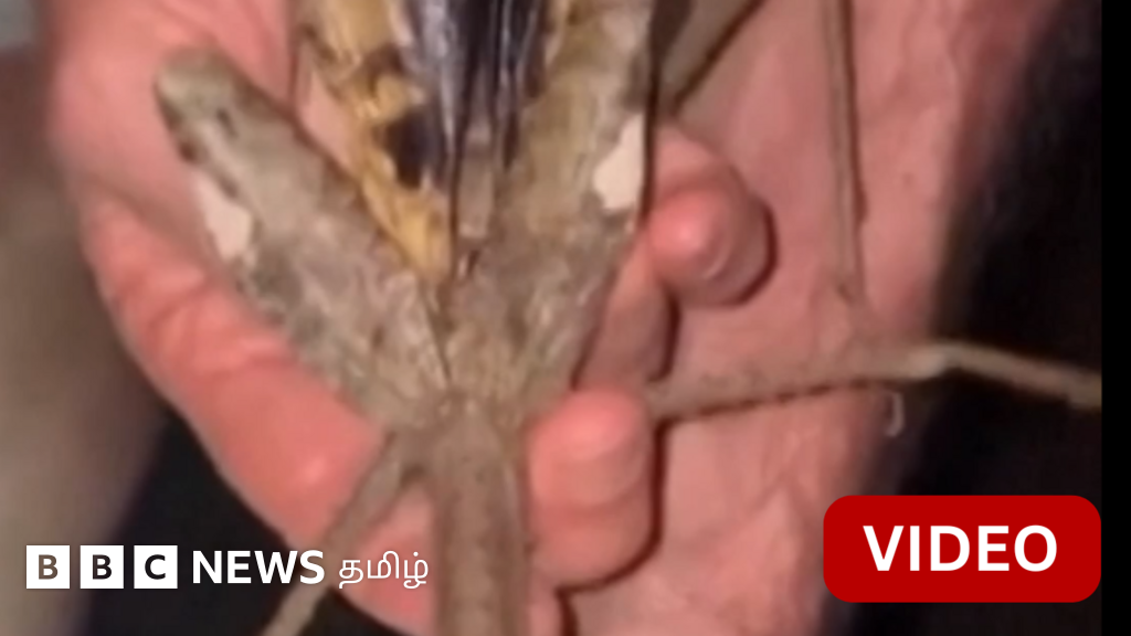 ஆஸ்திரேலியாவில் 40 செ.மீ. வரை வளரும் 'ராட்சத குச்சிப்பூச்சி' கண்டுபிடிப்பு