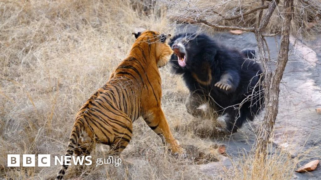 புலிக்கே அஞ்சாமல் எதிர்த்து தாக்கும் கரடிகள் : இணைந்து வாழ பழங்குடி மக்கள் மேற்கொள்ளும் முயற்சி என்ன?