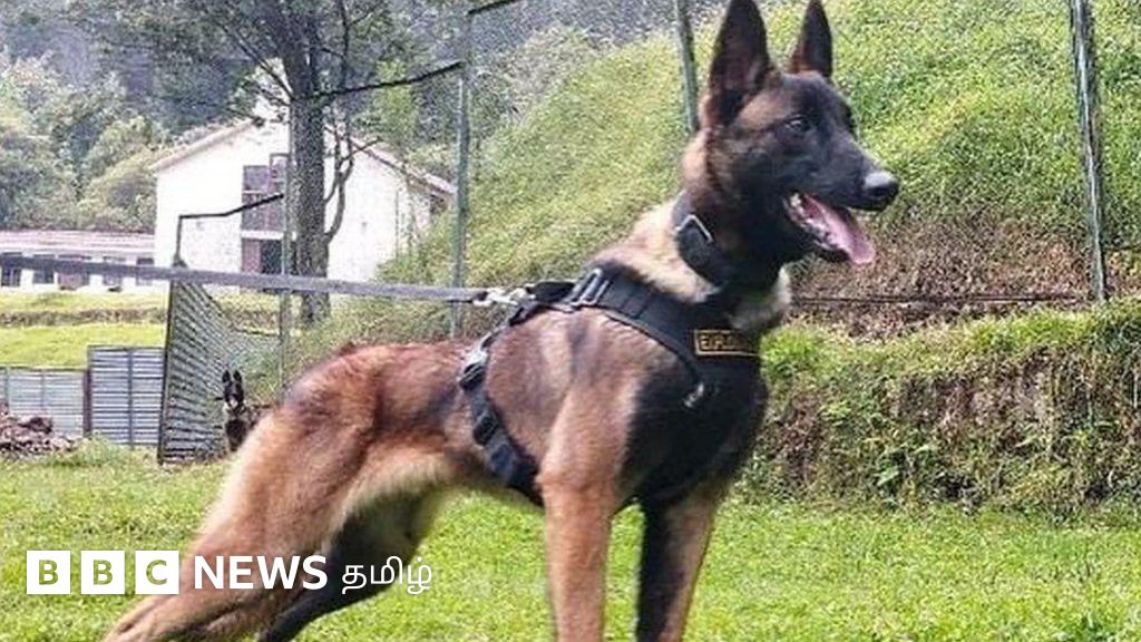 அமேசான் காட்டில் குழந்தைகளை கண்டுபிடித்துவிட்டு தொலைந்த நாய் - தேடுதல் பணியில் ராணுவம்