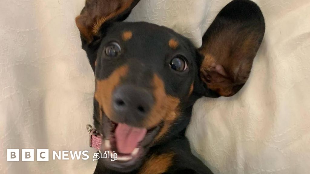 நாயைத் தேடி 500 நாட்கள் , 5,000 கி.மீ. பயணம் - விஷக்காட்டில் குட்டை வகை நாய் தப்பிப்பிழைத்தது எப்படி?