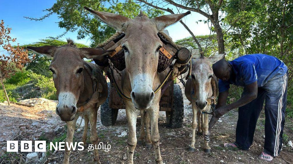 'இளமையை நீட்டிக்கும்' மருந்துக்காக ஆண்டுதோறும் பல லட்சம் கழுதைகள் கொல்லப்படுகின்றனவா?