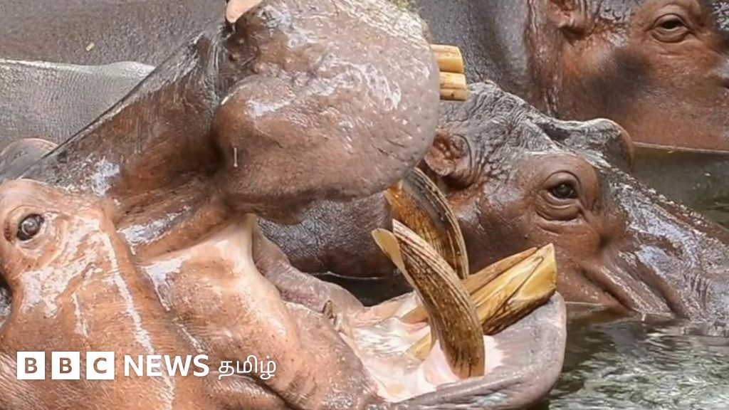 விலங்குகள் அறிவியல் ஆய்வு: நீர்யானைகள் தங்களின் நண்பர்களை எப்படி அடையாளம் காண்கின்றன?