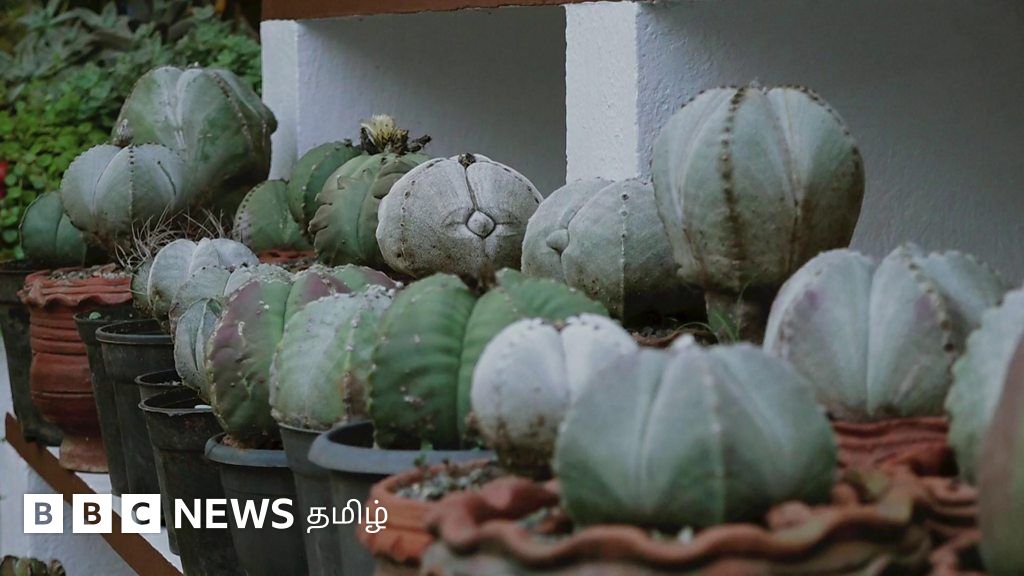 தமிழ்நாட்டின் தாவரவியல் ஆசிரியை ஒருவர் நூற்றுக்கணக்கான கள்ளிச்செடி வகைகளை தன் வீட்டில் வளர்த்து வருகிறார்.