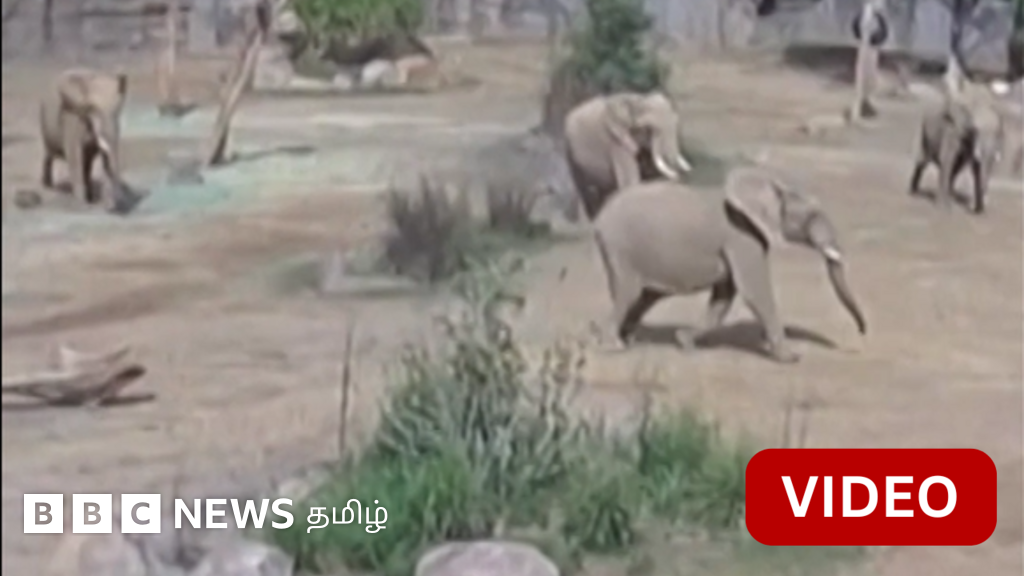 நிலநடுக்கத்திலும் நடுங்காத தாயுள்ளம் - குட்டியைக் காத்த யானைகள் 