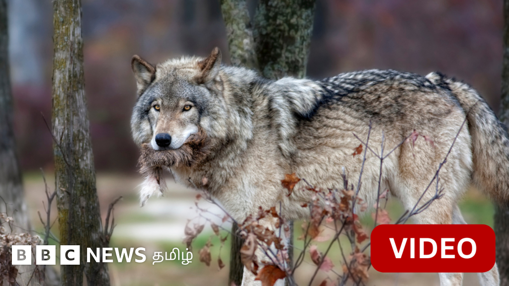 காதலர் தினம்: ஓநாய்களின்  இரைகளுக்கு உங்கள் முன்னாள் காதலரின் பெயரை வைக்கலாம் - புதுவித முயற்சி 