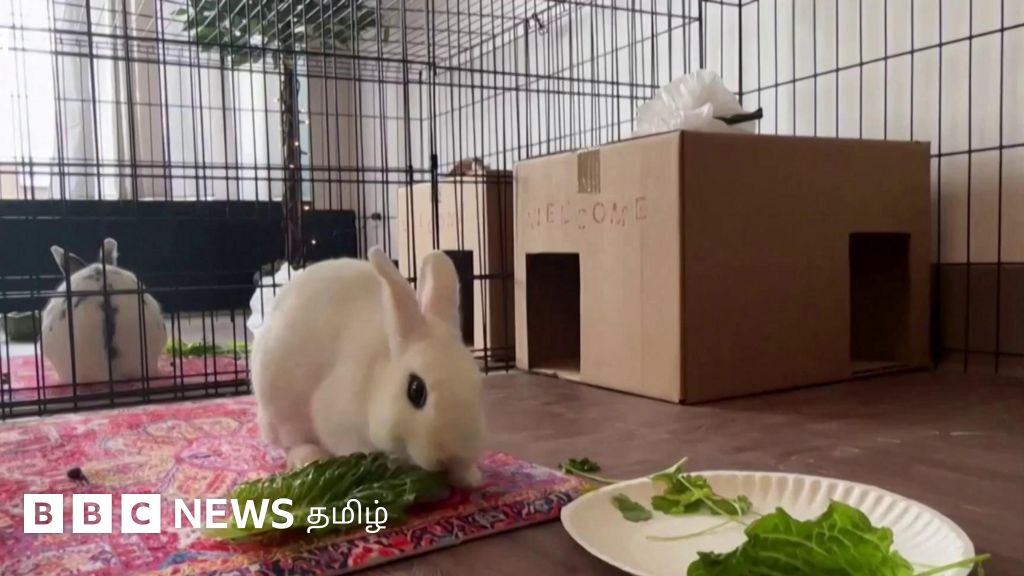 முயல்களுக்கென ஆடம்பர ஹோட்டல் - இங்கு கதைகளும் சொல்லப்படும்