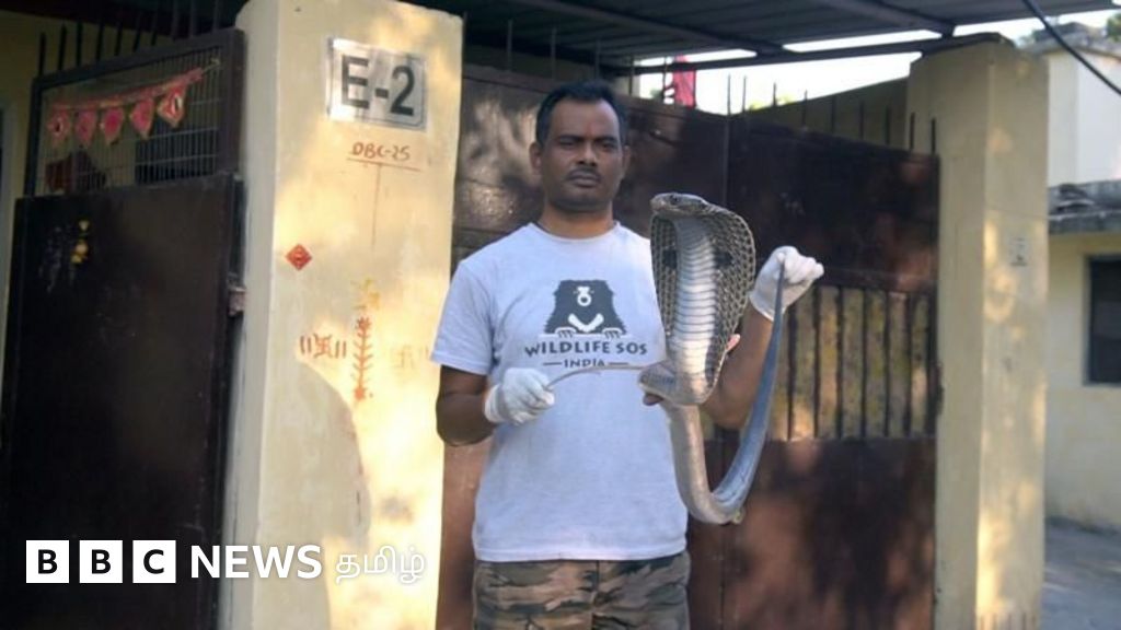 டெல்லியில் வீடுகளை நோக்கி படையெடுக்கும் பாம்புகள் - காரணங்களும் தடுக்கும் வழிமுறைகளும்
