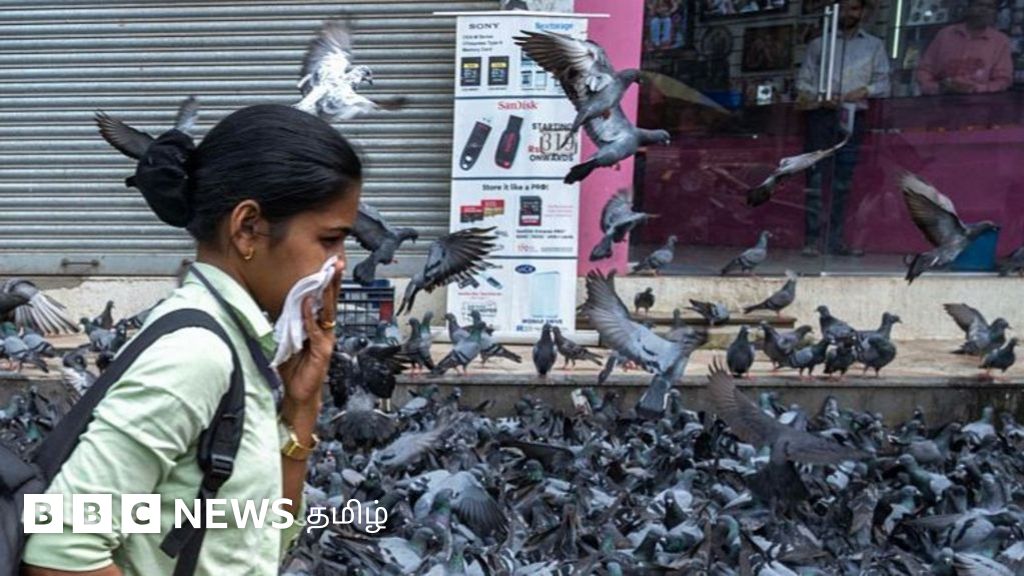 புறாக்களுக்கு உணவளிக்க விதிக்கப்பட்ட தடை கடும் மோதலை தூண்டியுள்ளது ஏன்?