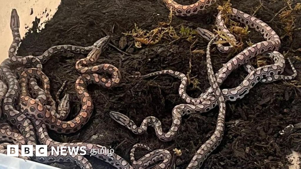 ஆண் பாம்புடன் சேராமலேயே 14 குட்டிகளை ஈன்ற பெண் பாம்பு - எப்படி சாத்தியம்? 