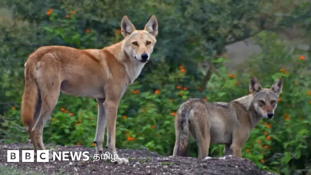 இந்தியாவில் உருவான ஓநாய் - நாய் கலப்பின விலங்கு: இதனால் ஏற்படப்போகும் விளைவுகள்