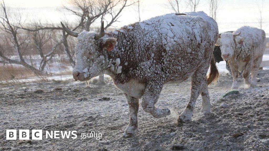 வட அமெரிக்க பனிப்புயலால் பரிதவிக்கும் 25 கோடி பேர்: 40 ஆண்டுகளில் மோசமான கிறிஸ்துமஸ் கால குளிர்