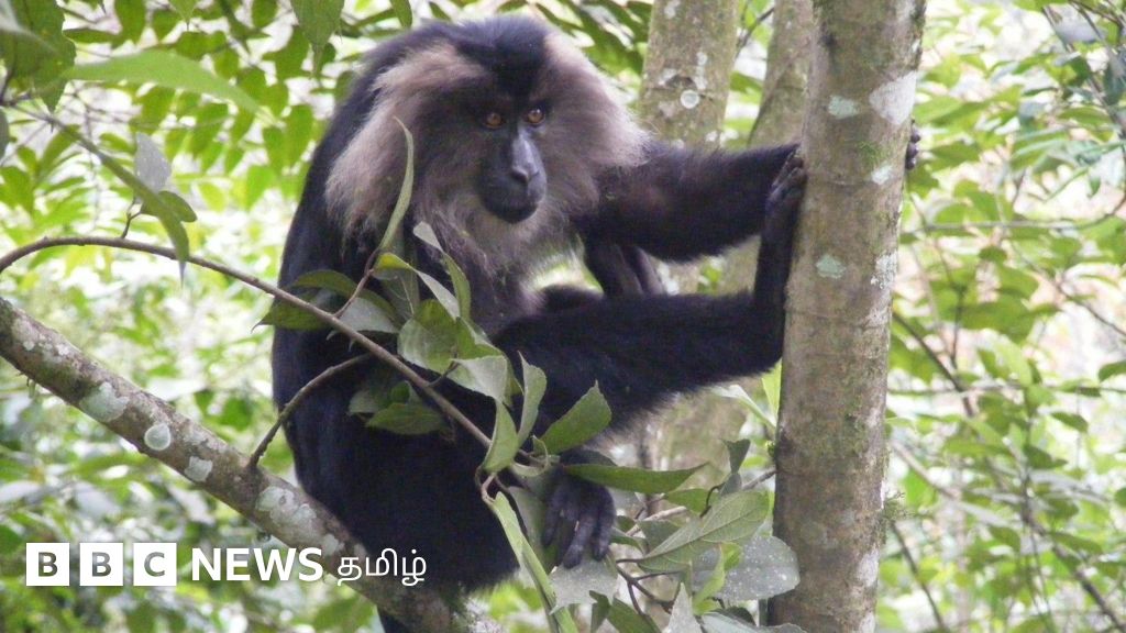சிங்கவால் குரங்குகள் நகரங்களுக்கு வருவதால் காடுகளுக்கு பாதிப்பா? 40 ஆண்டு ஆய்வு கூறுவது என்ன?