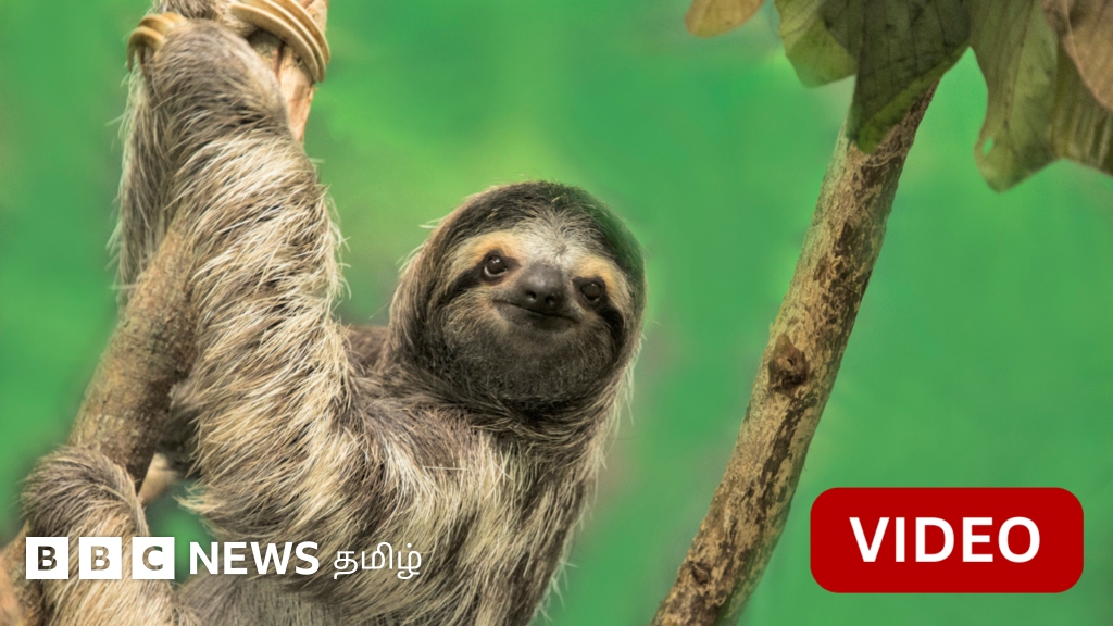 வெனிசுலாவில் இந்த சோம்பல் கரடி தனது இனம் முழுமைக்கும் உதவியது எப்படி?