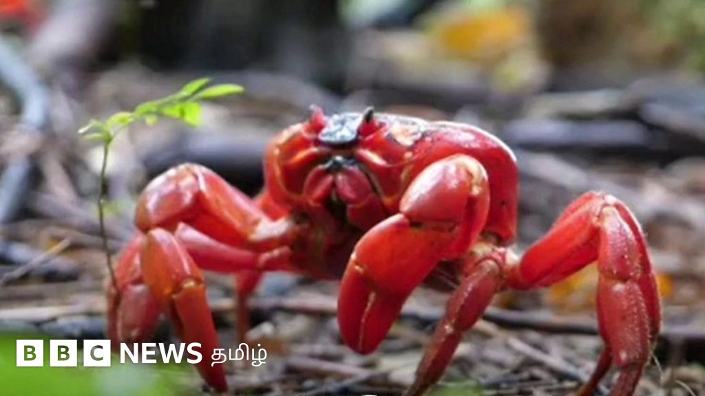 ஆஸ்திரேலியாவின் கிறிஸ்துமஸ் தீவின் சாலைகளில் பல லட்சம் சிவப்பு நண்டுகள்