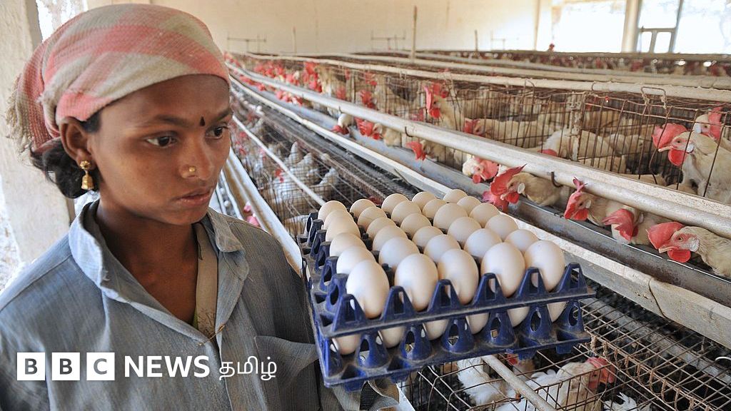 கோழி முட்டையை சிறிதாகவும், அதன் ஓட்டை மெல்லியதாகவும் மாற்றும் 'வெப்ப அலை' - அதில் சத்துகளும் குறையுமா?
