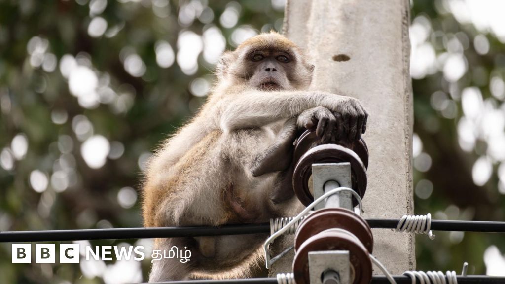 குரங்கால் இலங்கை முழுவதும் மின்சாரம் தடைபட்டதா? - இன்றைய முக்கிய செய்திகள் 