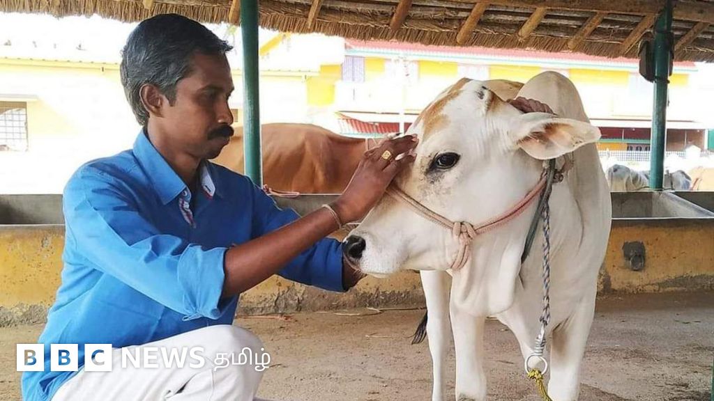 சேலம்: ஜல்லிக்கட்டில் வெல்ல காளைக்கு சேவல் உணவாக தரப்படுகிறதா? நடந்தது என்ன?