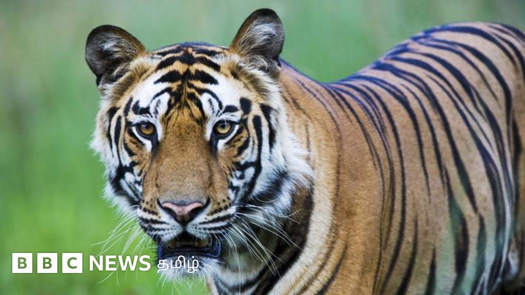 புலிகளின் எண்ணிக்கை உண்மையிலேயே அதிகரித்துள்ளதா? புலிகளால் என்ன நன்மை?