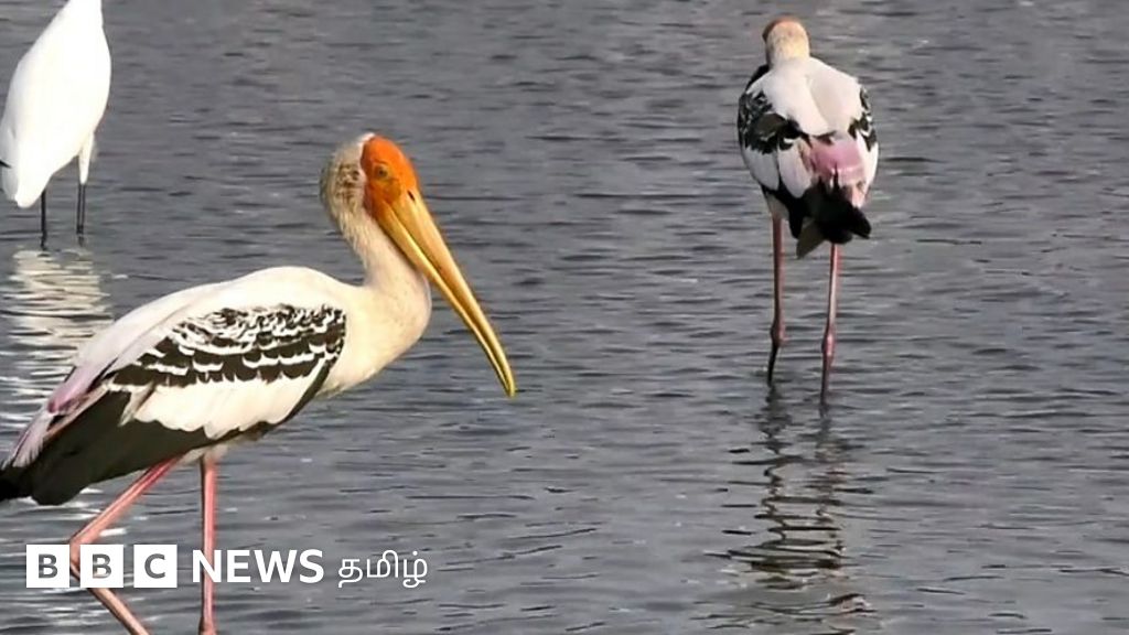 தூத்துக்குடி உப்பளங்களுக்கு அதிகளவில் அசாதாரணமாக வரும் பிளெமிங்கோ பறவைகள்