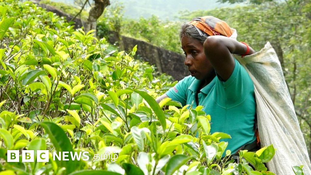 இலங்கை பொருளாதார நெருக்கடி: மலையகத் தொழிலாளர்களின் நிலை என்ன?