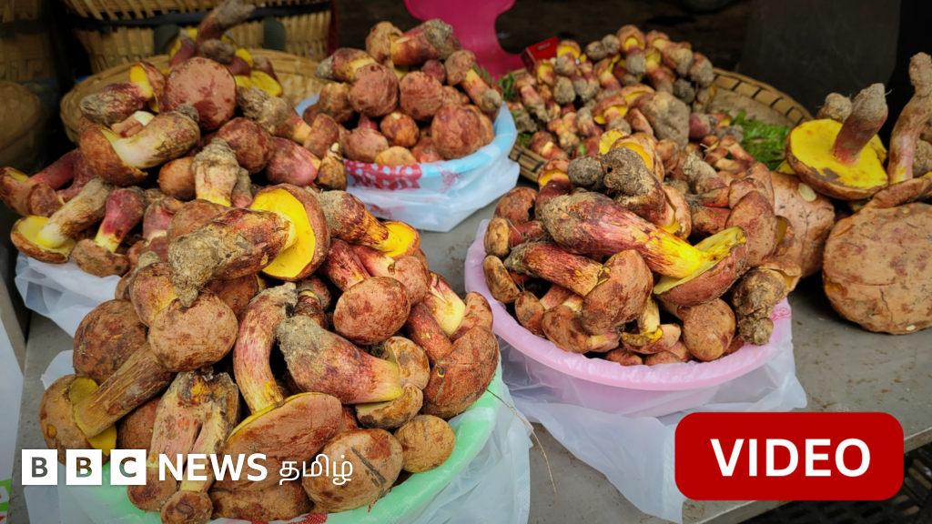 காணொளி: குட்டி மனிதர்களின் மாயத் தோற்றங்களை பார்க்க வைக்கும் அரிய காளான்கள்