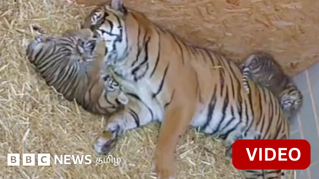 தாயை எழுப்ப முயற்சிக்கும் புலிக்குட்டி - காணொளி