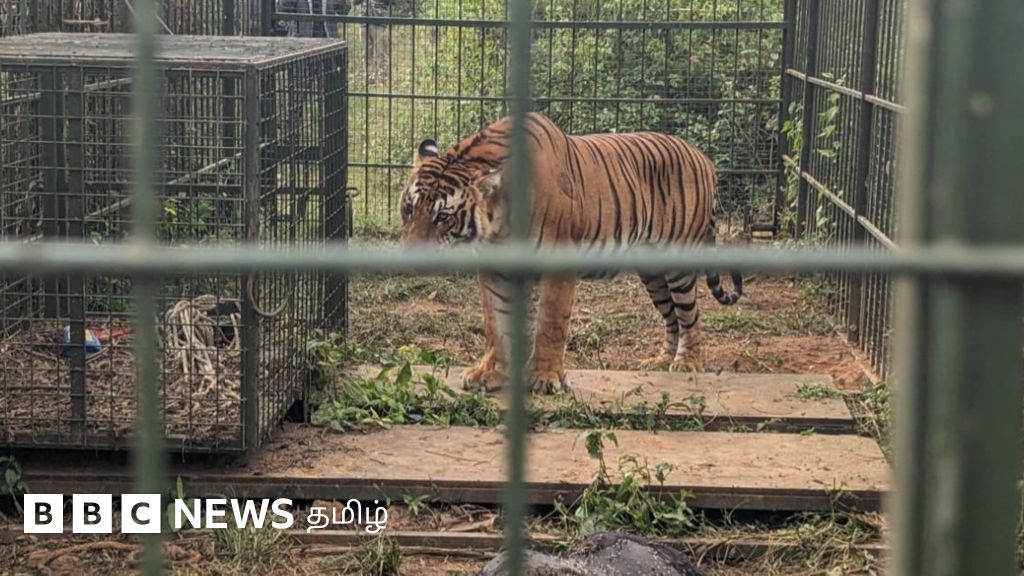 கூண்டை எளிதில் நெருங்காத புலியை சிக்க வைத்த வனத்துறையின் புதிய உத்தி - ஆட்கொல்லி புலியும் சிக்குமா?