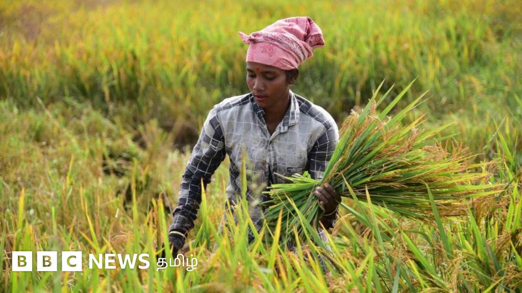 '20% அதிக விளைச்சல்': மத்திய அரசு அறிமுகம் செய்த 2 மரபணு மாற்ற அரிசி ரகங்களுக்கு வேளாண் நிபுணர்கள் எதிர்ப்பு ஏன்? 