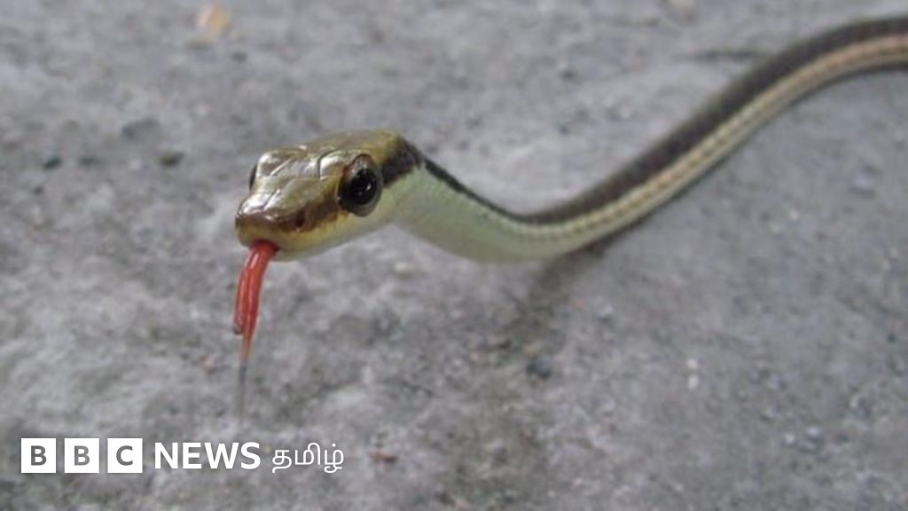 2,000 கி.மீ. தூரம் கடந்து வந்த அபூர்வ பாம்பு - அசாமிலிருந்து குஜராத் வந்தது எப்படி?