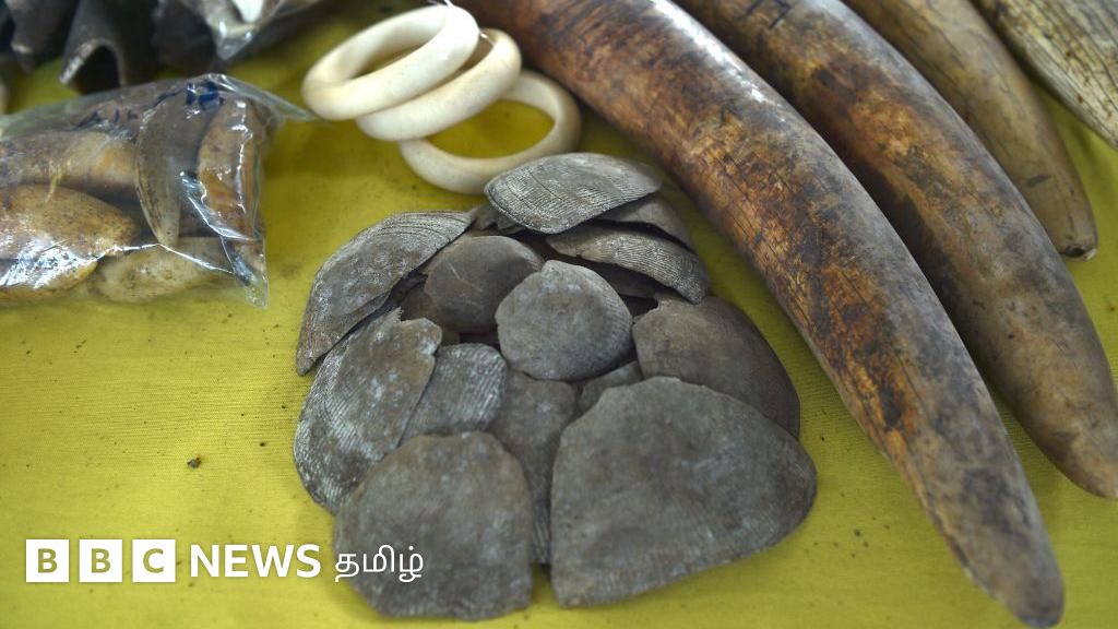 யானைத் தந்தத்தில் பவுடர், காண்டாமிருக கொம்புகளில் கூழ் - கடத்தல்காரர்களின் புதிய உத்திகள்