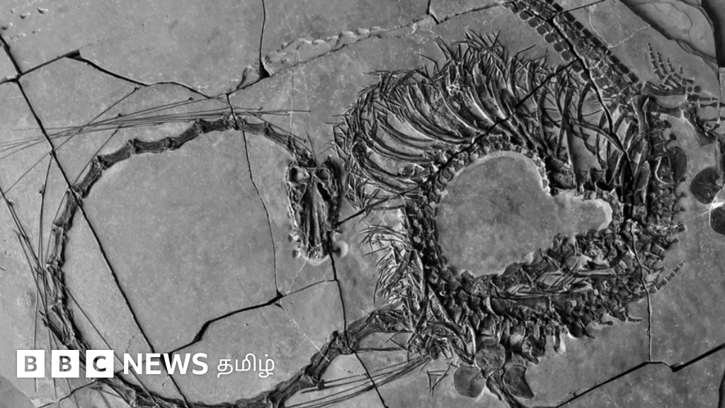 24 கோடி ஆண்டுகளுக்கு முன் வாழ்ந்த ‘டிராகன்’ பற்றிக் கிடைத்த அபூர்வ தகவல்கள்