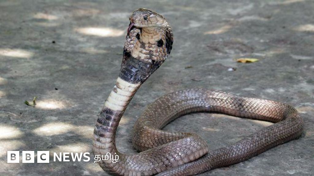 பாம்புகள் இறந்து பல மணி நேரம் கழித்தும் மனிதரை கடிப்பது எப்படி?