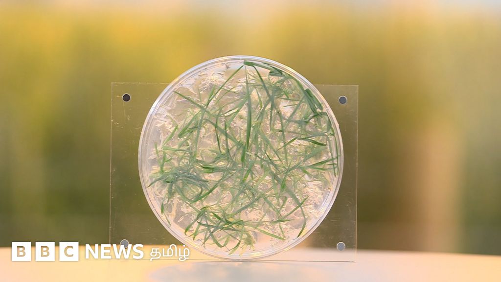 இனி விலங்குகளை கொல்லாமல் இறைச்சி உண்ணலாம்