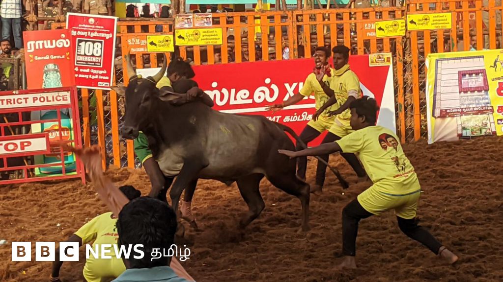பாலமேடு ஜல்லிக்கட்டு தொடங்கியது: திமிலை பிடித்த வீரரை சுழற்றி வீசிய காளை