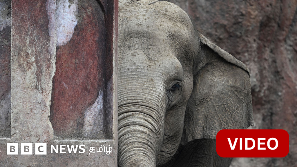 கோவையில் வீட்டின் கூரையை உடைத்து நாசமாக்கிய காட்டு யானை