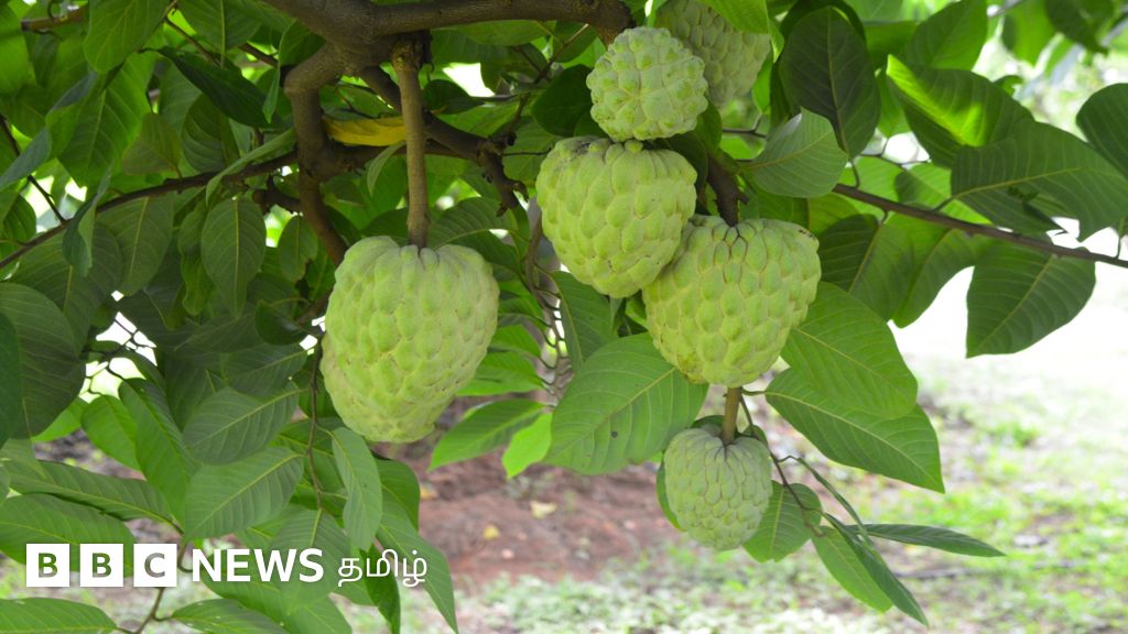விதை குறைவு, அதிக சதை, நீண்ட நாள் கெடாமல் இருக்கும் சீதாப்பழம் நமக்கு எப்படி கிடைக்கிறது?