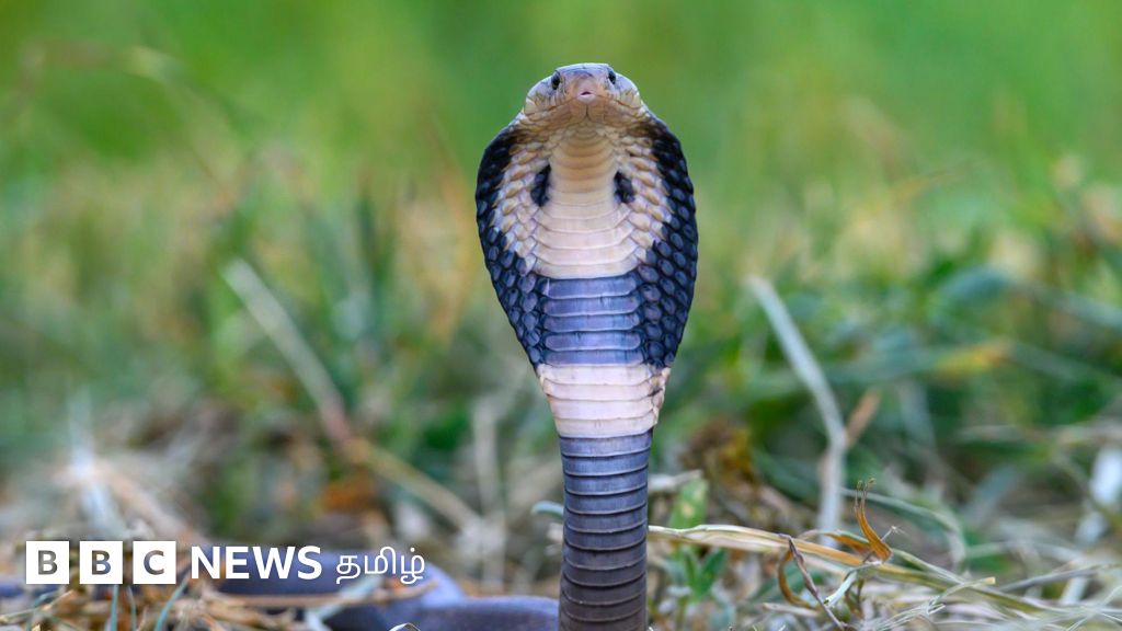பாம்புகள் இறந்து பல மணி நேரம் கழித்தும் மனிதரை 'கடிப்பது' எப்படி?