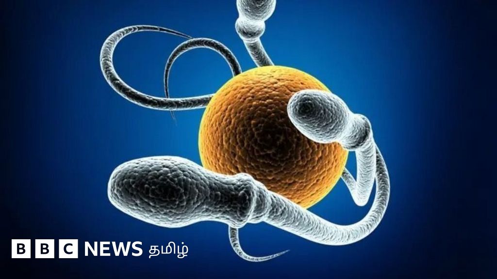 விந்தணு கருமுட்டையை இனங்கண்டு நீந்திச் செல்வது எப்படி? ஆண் மலட்டுத் தன்மைக்கு தீர்வு தேடும் விஞ்ஞானிகள்