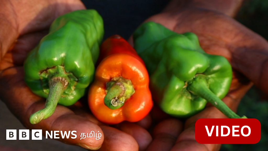 'காரம் குறைவு, ருசி அதிகம்'- தெலங்கானாவின் சப்பாட்டா மிளகாய்க்கு புவிசார் குறியீடு பெற முயலும் விவசாயிகள்