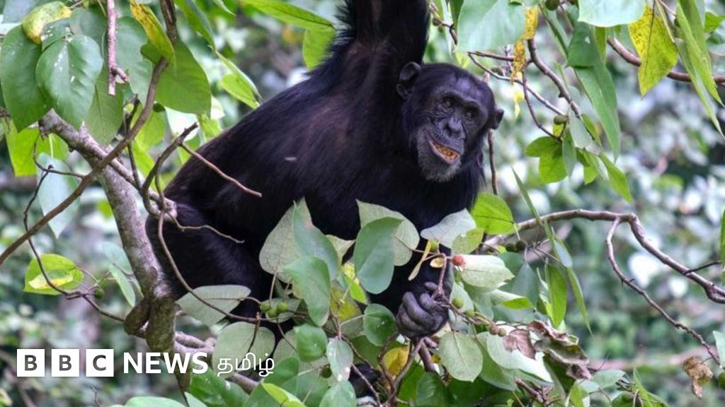 நோயுற்ற அல்லது காயமடைந்த மனித குரங்குகள் தனக்குத் தானே மருத்துவம் செய்து கொள்வது எப்படி?