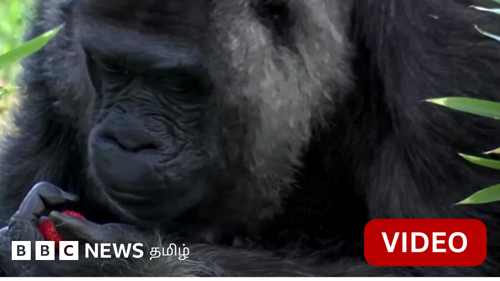 ஜெர்மனியில் 68வது பிறந்தநாளை கொண்டாடும் உலகின் வயதான கொரில்லா