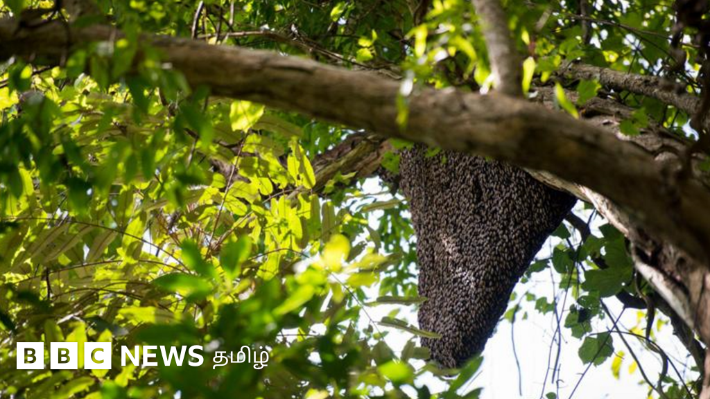 கள்ளக்குறிச்சியில் தேனீக்கள் கொட்டி ஒருவர் மரணம்: எத்தனை தேனீக்கள் கொட்டினால் ஆபத்து? 