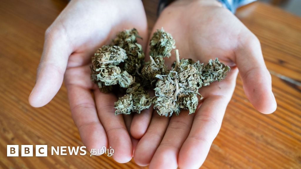 கோவை: கல்லுாரிகளில் மாணவர்களைக் கொண்டு கஞ்சா விற்கப்படுகிறதா? காவல்துறையினர் பகிரும் அதிர்ச்சி தகவல்