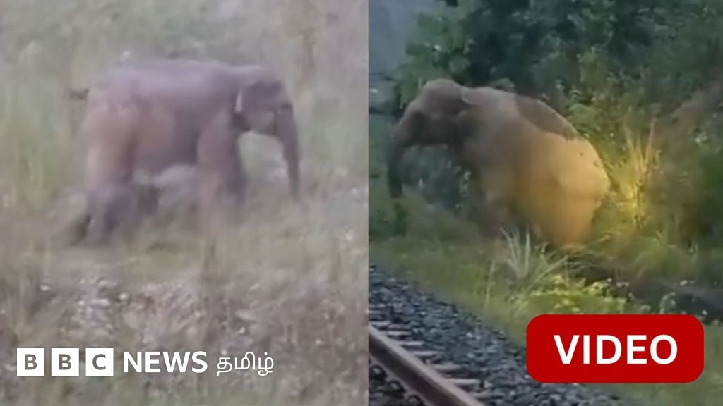 தண்டவாளம் அருகே குட்டியை ஈன்றெடுத்த தாய் யானை - 2 மணிநேரம் காத்திருந்த ரயில்