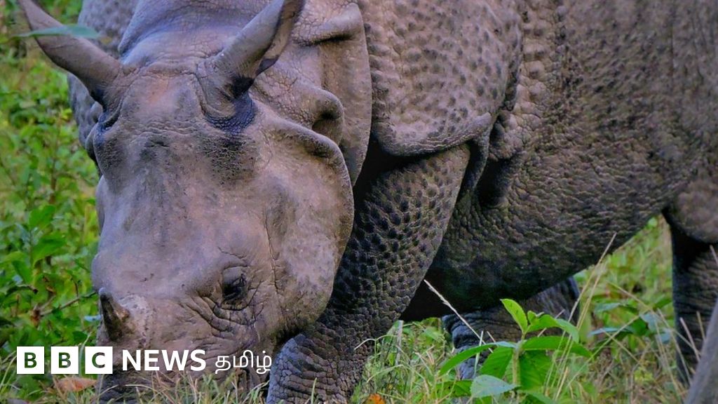 முன்பு காண்டாமிருக வேட்டைக்காரர்கள், இன்று பாதுகாவலர்கள்: அதிரடி மாற்றம் நடந்தது எப்படி?